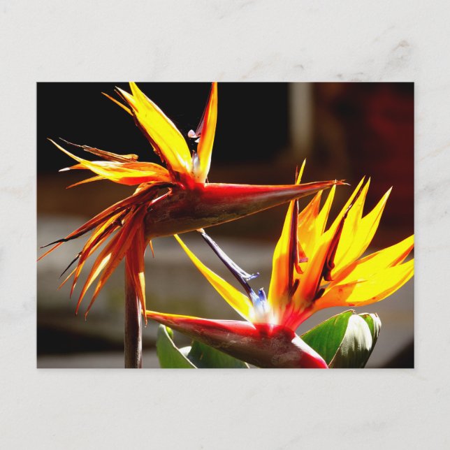 Cartão Postal De Festividades Birds of Paradise : Flower from Mexico (Frente)