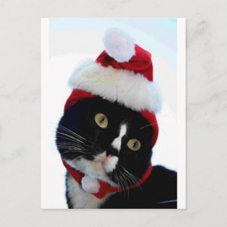 Cartão Postal De Festividades Black & White Cat Santa Hat, que não parece nenhum