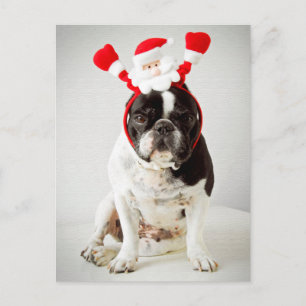 Cartão Postal De Festividades Bloqueio de papais noeis vestidos por cães