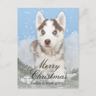 Cartão Postal De Festividades Blue eyed husky puppy sitting in snow