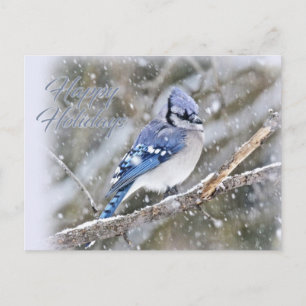 Cartão Postal De Festividades Blue Jay no Natal da neve