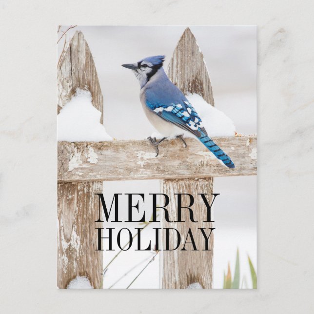 Cartão Postal De Festividades Blue Jay Perked on Snowy Fence (Frente)
