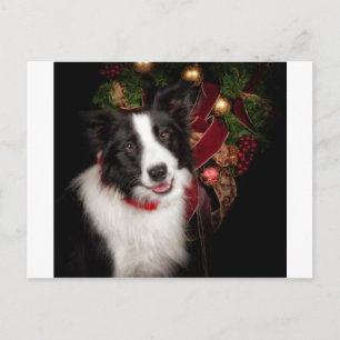 Cartão Postal De Festividades Border Collie Christmas