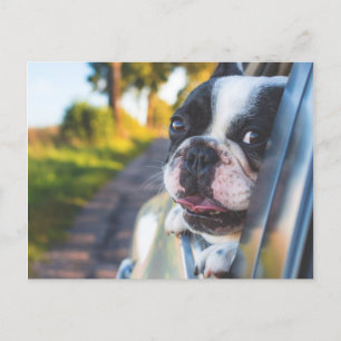 Cartão Postal De Festividades Boston Terrier Dog Sentindo Cabeça na Janela do Ca