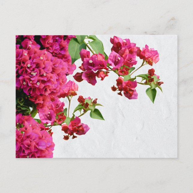 Cartão Postal De Festividades Bougainvillea Floral Mediterrânica (Frente)