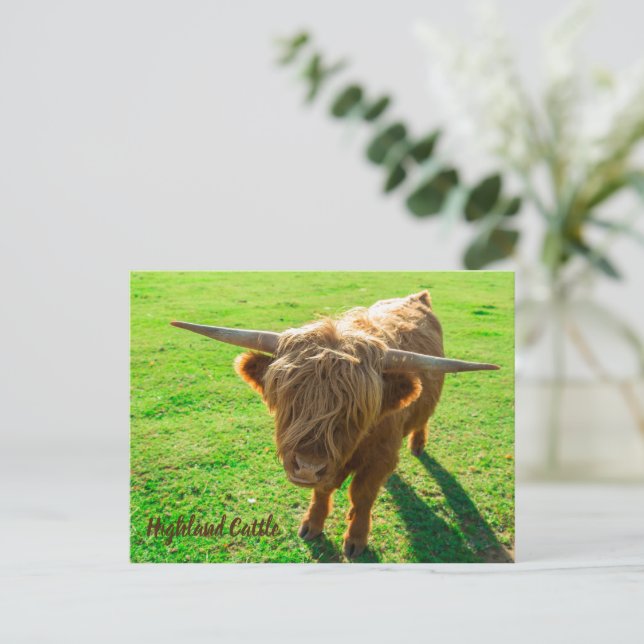 Cartão Postal De Festividades Bovinos de terras altas para animais e amantes da  (Em pé/Frente)