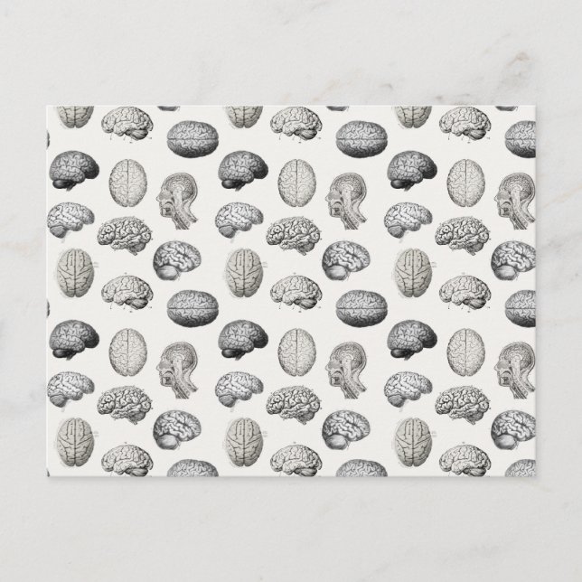 Cartão Postal De Festividades Brain Anatomy Biology Illustrations (Frente)