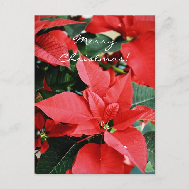 Cartão Postal De Festividades Bright Red Christmas Poinsettia (Frente)