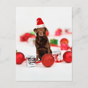 Cartão Postal De Festividades Brown Labrador Cachorro Natal w presentes Papai No