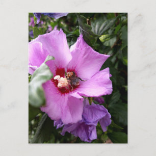 Cartão Postal De Festividades Bumblebee na Flor de Hibiscus