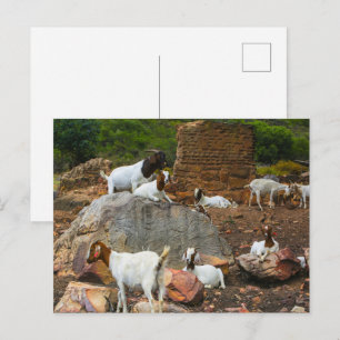 Cartão Postal De Festividades Cabras Funky Ginger Branco de Pé Andando
