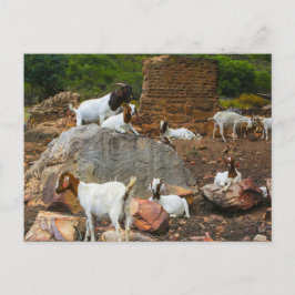 Cartão Postal De Festividades Cabras Funky Ginger Branco de Pé Andando