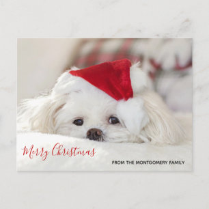 Cartão Postal De Festividades Cachorro Branco Fofo com um Chapéu de Natal Vermel
