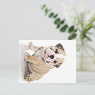 Cartão Postal De Festividades Cachorro Cachorro