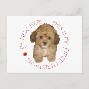 Cartão Postal De Festividades Cachorro Cavachon Primeiro Natal