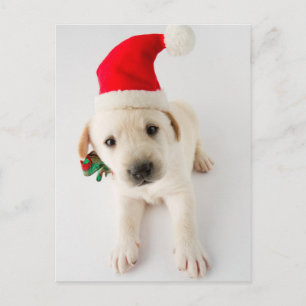 Cartão Postal De Festividades Cachorro De Natal - Retrato De Labrador Fofo