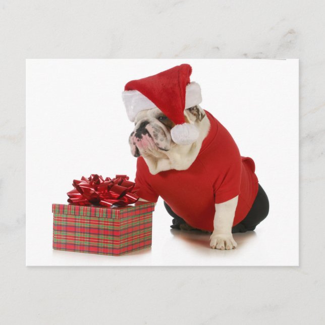 Cartão Postal De Festividades Cachorro papai noel - Cachorro Inglês Vestido Como (Frente)