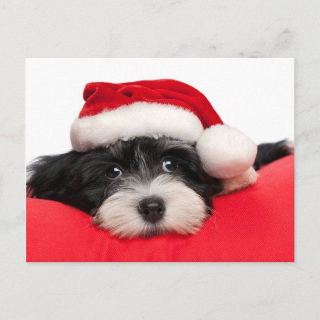Cartão Postal De Festividades Cachorro-Puppy do Havanês (Frente)