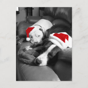 Cartão Postal De Festividades cachorros pitbull filhotes de natal sonolentos ado
