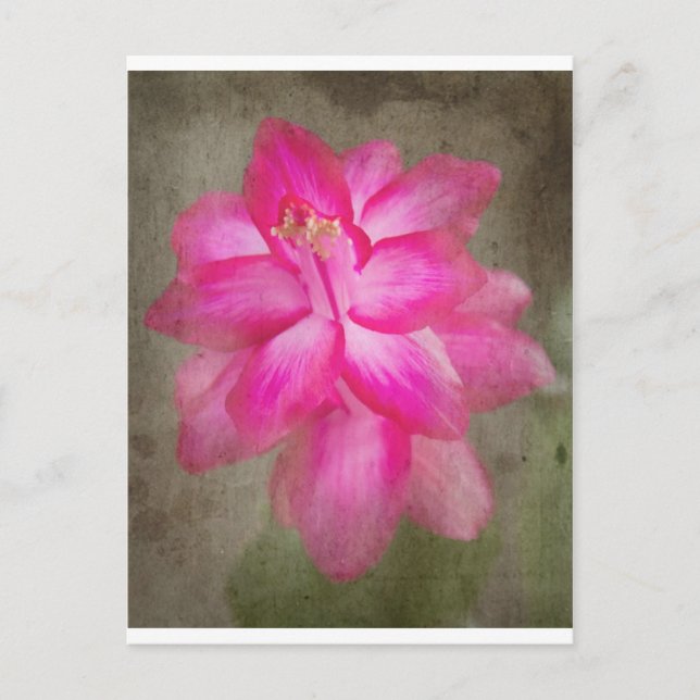 Cartão Postal De Festividades Cacto de Natal (Frente)