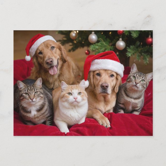 Cartão Postal De Festividades Cães e gatos de Natal (Frente)