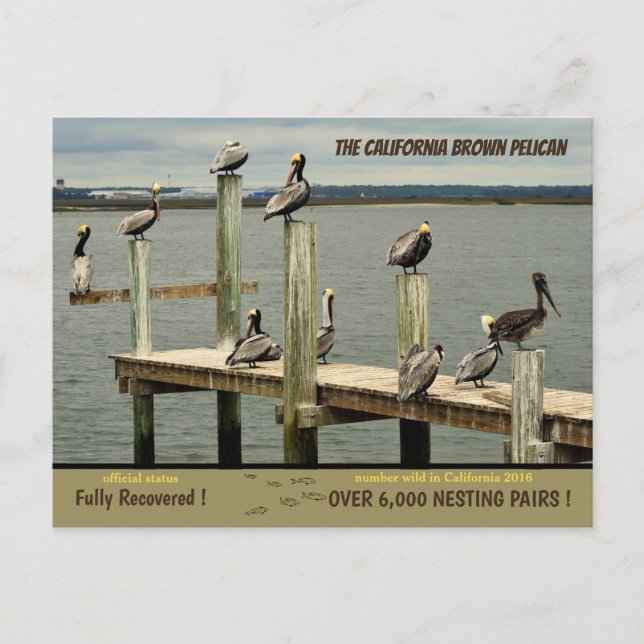 Cartão Postal De Festividades California Brown Pelican - (Frente)