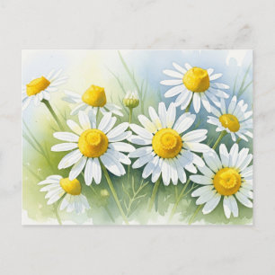 Cartão Postal De Festividades Camomila Alemã em Bloom