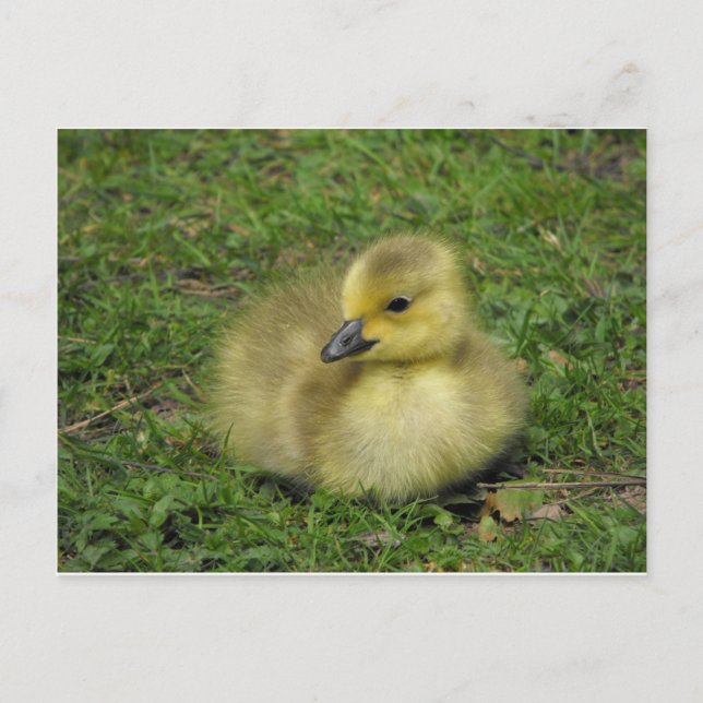 Cartão Postal De Festividades Canadá Goose Gosling (Frente)