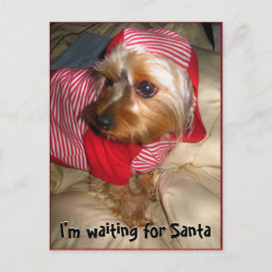 Cartão Postal De Festividades Can't Sleep Little Yorkie on Christmas Eve