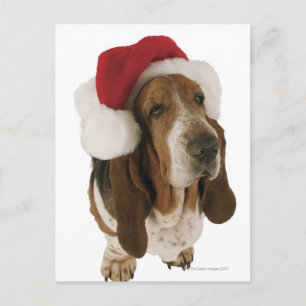 Cartão Postal De Festividades Cão de Basset no chapéu do papai noel