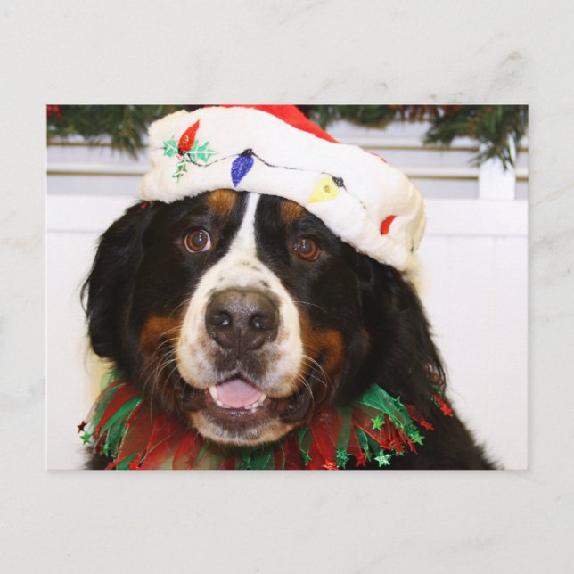 Cartão Postal De Festividades Cão de Grover - de montanha de Bernese (Frente)