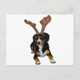 Cartão Postal De Festividades Cão do Natal de Entlebucher