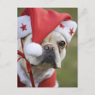 Cartão Postal De Festividades Cão no traje do feriado