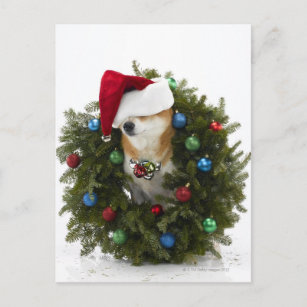 Cartão Postal De Festividades Cão Shiba Inu vestindo chapéu de Papai Noel sentad