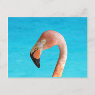 Cartão Postal De Festividades Cara flamingo rosa contra água azul em