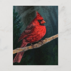 Cartão Postal De Festividades Cardeal Vermelho Primitivo de Natal Evergreen de i