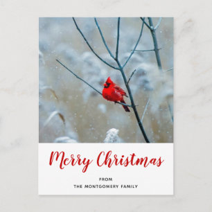 Cartão Postal De Festividades Cardinal Vermelho na Foto da Natureza de Natal no
