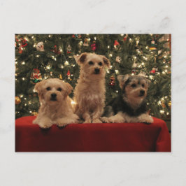 Cartão Postal De Festividades Cartão 1 do Natal do filhote de cachorro