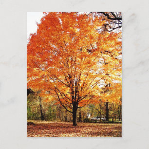 Cartão Postal De Festividades Cartão de Ação de Graças Folhas de Bordo Laranja