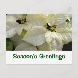 Cartão Postal De Festividades Cartão de Boas Festas com Poinsettia Branca
