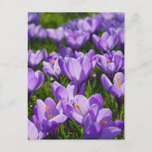 Cartão Postal De Festividades Cartão de Boas Festas de Páscoa com Crocus Roxo