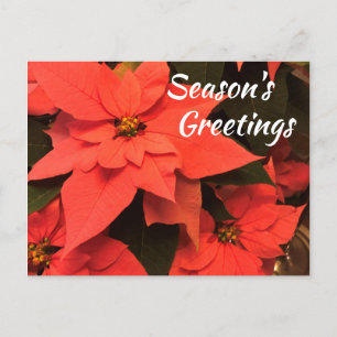Cartão Postal De Festividades Cartão de Boas Festas de Poinsettia