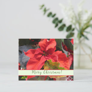 Cartão Postal De Festividades Cartão de Boas Festas Poinsettia