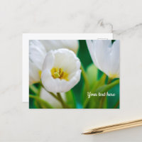 Cartão de felicitações Tulipa Branca