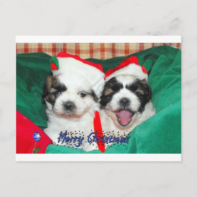 Cartão Postal De Festividades Cartão de Natal dos filhotes de cachorro (Frente)