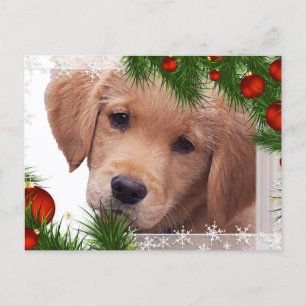 Cartão Postal De Festividades Cartão de Natal para Retriever de ouro - Cachorro