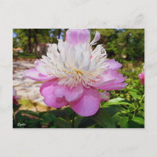 Cartão Postal De Festividades Cartão de Páscoa Peônia Rosa