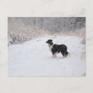 Cartão Postal De Festividades Cartão nevado de border collie