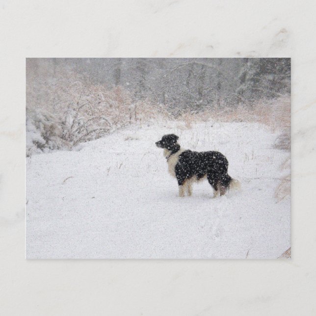 Cartão Postal De Festividades Cartão nevado de border collie (Frente)