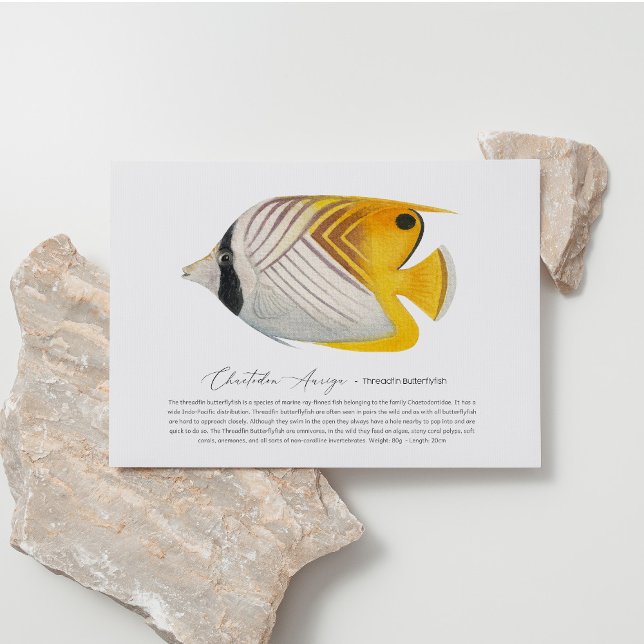 Cartão Postal De Festividades Cartão-postal Butterflyfish (Criador carregado)